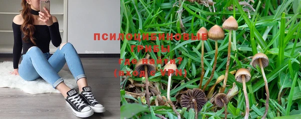 шишки Няндома