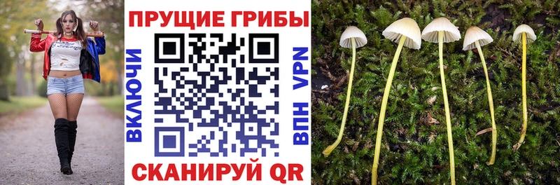 Псилоцибиновые грибы ЛСД  Губкинский 